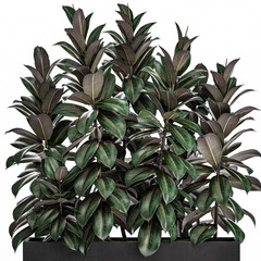 Ficus Robusta in a black pot isolated on white background