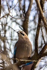 Close-up of a bird mockingjay.sitting on a branch in the forest.