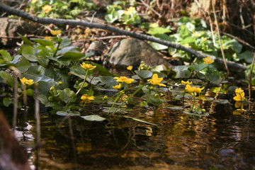 Marsh Marigold, Caltha Palustris blooming in wet woodland.   Wild yellow spring flowers growing in stream in forest..