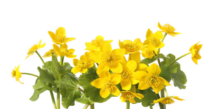 Marsh Marigold, Caltha Palustris isolated on white background. Wild yellow spring flowers growing in  marshes, fens, ditches and wet woodland. .