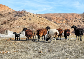 Flock of sheep graze in the foothills.