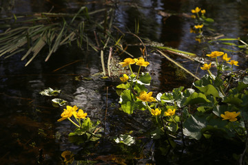 Marsh Marigold, Caltha Palustris blooming in wet woodland.   Wild yellow spring flowers growing in stream in forest..