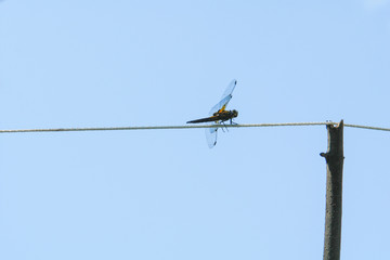 Dragonfly on rope against the blue sky