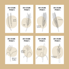 Set of flyers with continuous line grain crops (wheat, rye, barley, millet). Vector line art. Perfect for logo, business cards, cafe menu, restaurant banners, food flyers, icon, packaging design