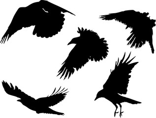 group of five crow black silhouettes isolated on white