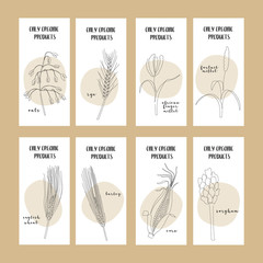 Set of flyers with continuous line grain crops: oats, rye, millet, wheat, corn, barley, sorghum. Vector line art. Perfect for logo, business card, restaurant banner, food flyer, icon, packaging design