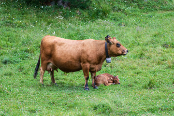 Fototapeta premium mucca con vitellino - Alpe di Siusi
