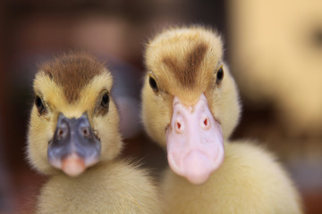 Two baby ducks side by side