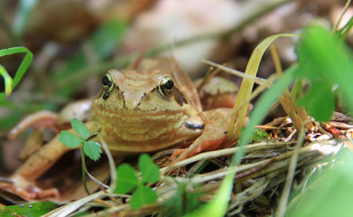Brown tree frog in mountain forest in Romania
