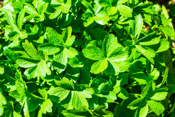 Fototapeta na wymiar Close up on Geranium renardii green leafs