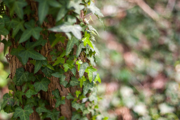Climbing ivy on tree trunk