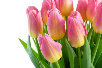 Pink tulips bouquet isolated on white background, template for holidays