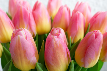 Bouquet of pink tulips, bright close-up, spring greeting card