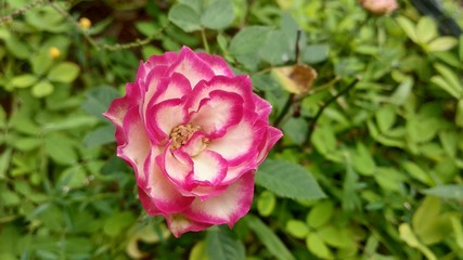 pink rose in garden