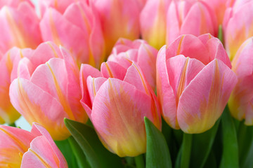 Pink tulips blooming bouquet, vibrant close-up
