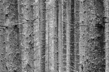 Black and white pine tree trunk texture in the forest