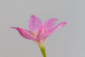The pink zephyranthes grandiflora flower has water drops along the petals