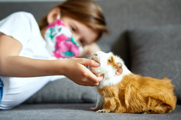 Little girl in mask playing with red guinea pig, cavy at home at sofa while in quarantine.