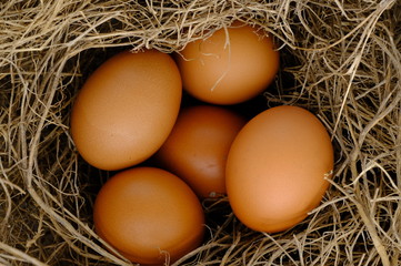 nest with raw chicken eggs on wooden background
