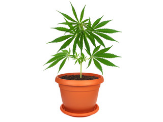 Cannabis plant in a pot isolated on white