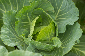Organic cabbage vegetable food in field garden