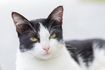 Thai folk cats, black and white body