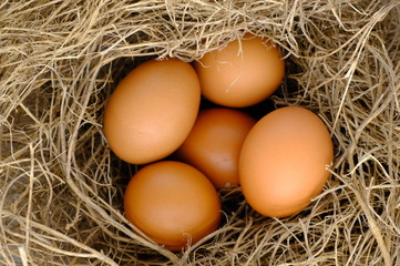 nest with raw chicken eggs on wooden background
