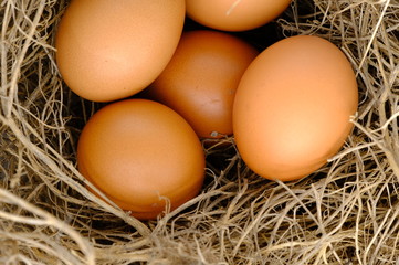 nest with raw chicken eggs on wooden background
