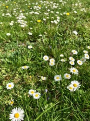 Outdoor closeup of seasonal wild nature in a grass backyard in Europe during early springtime (April, May) with a beautiful flower bed of fresh white common lawn daisies (bellis perennis) blooming © ICW