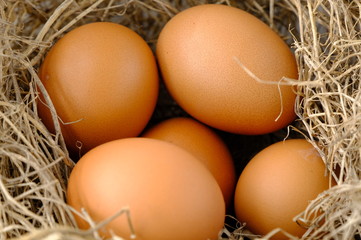 nest with raw chicken eggs on wooden background
