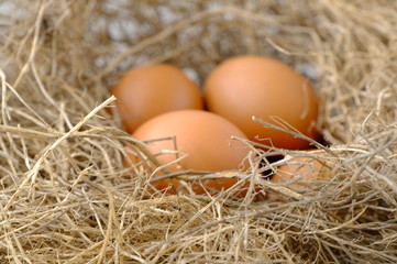 nest with raw chicken eggs on wooden background
