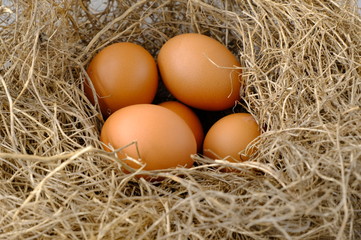 nest with raw chicken eggs on wooden background
