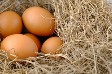 nest with raw chicken eggs on wooden background

