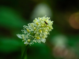 White and green buds and flowers of bane berry, pistils and stamens, (Actaea spicata) growing on a moody grove, closeup with selective focus