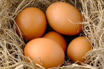 nest with raw chicken eggs on wooden background
