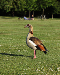 Huge Mallard walks around in Hyde Park near The Long water. Beautiful colored bird watchs people and tries find some sweet to eat. London, dabbling duck. Anas platyrhynchos