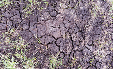 cracked black earth in the dry season