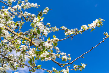 Blühender Birnenbaum, (Pyrus), Obstbaum, Ingolstadt, Bayern, Deutschland, Europa