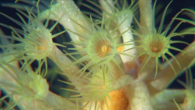 yellow anemone underwater macro close up Parazoanthus axinellae ocean wildlife scenery