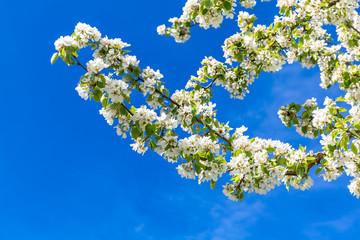 Blühender Birnenbaum, (Pyrus), Obstbaum, Ingolstadt, Bayern, Deutschland, Europa