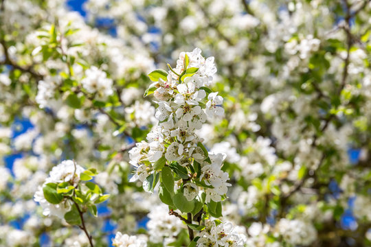Bl&uuml;hender Birnenbaum, (Pyrus), Obstbaum, Ingolstadt, Bayern, Deutschland, Europa