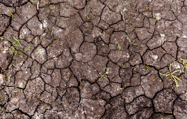 cracked black earth in the dry season