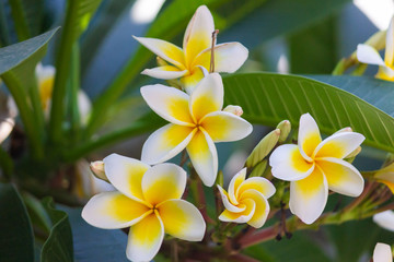 Fototapeta na wymiar Plumeria flower. Yellow and White Hawaiian Frangipani Flower.