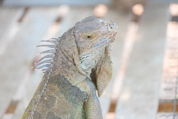 Iguana creeping animals