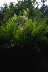 fern in the forest
