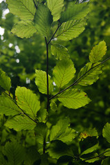green maple leaves