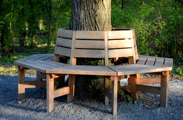park wooden brown bench encircles a linden trunk circle polygonal shape with backrest and gravel...