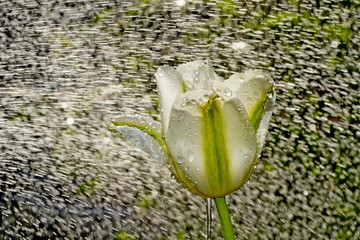 Tulpe im Regen