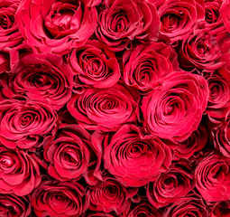 Red roses flowers close-up as background