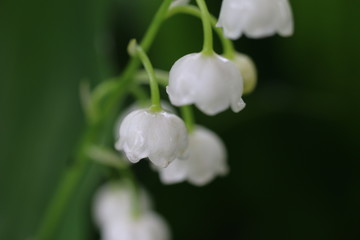 konwalia majowa Convallaria majalis